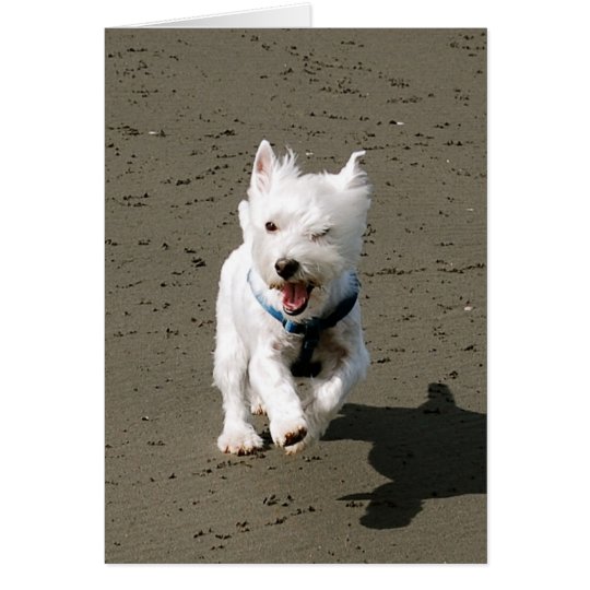 Winking Westie Card