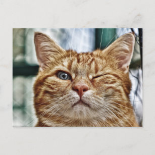 Winky Funny Cat Postcard