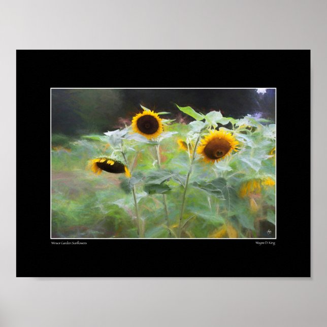 Winsor Garden Sunflowers Poster (Front)