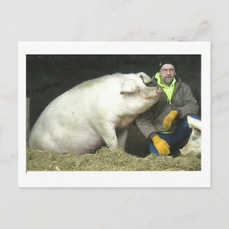 Winston the pig postcard