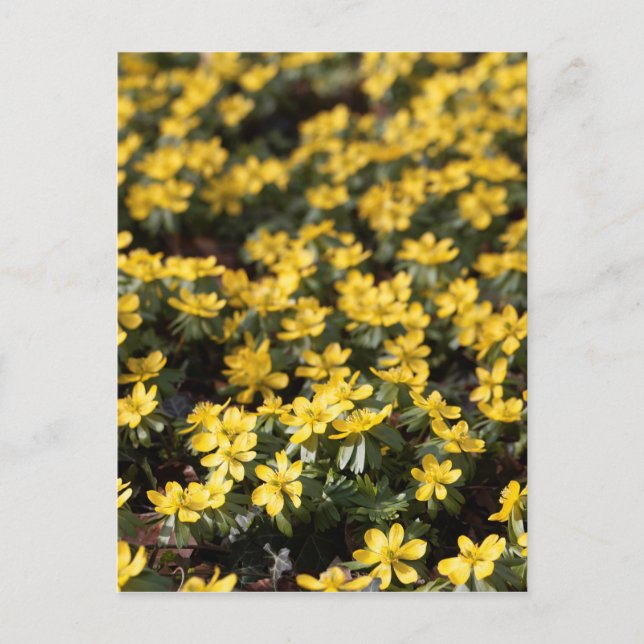 Winter aconite (Eranthis hyemalis) Postcard (Front)