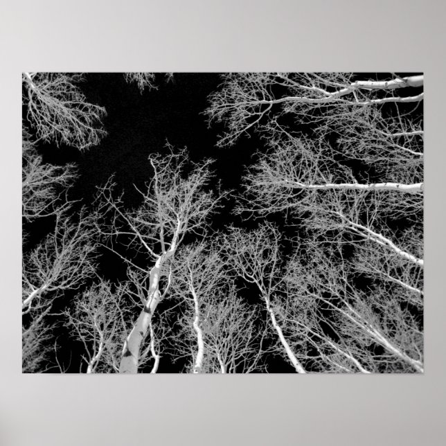 Winter Aspen Trees - Black Sky Poster (Front)