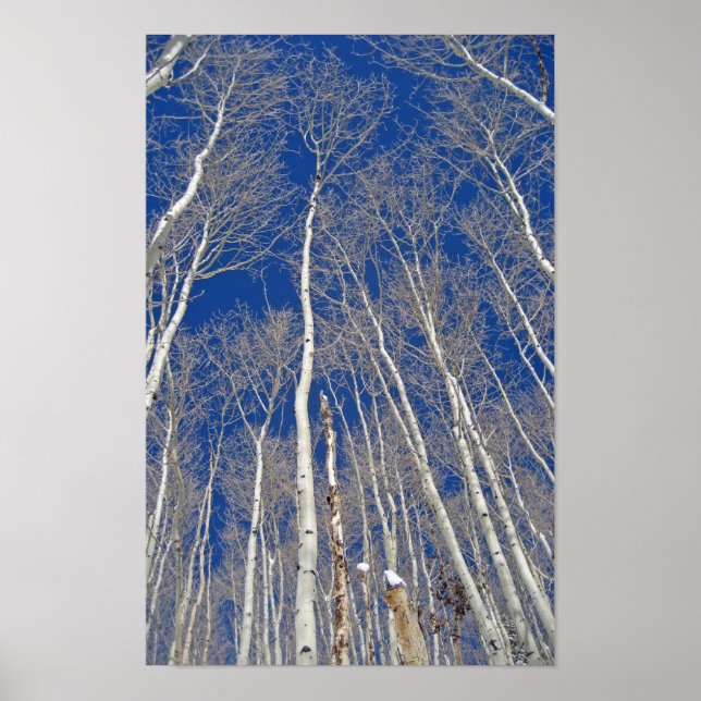 Winter Aspen Trees Poster (Front)