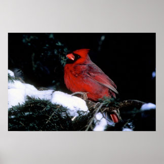 Winter Beauty Poster