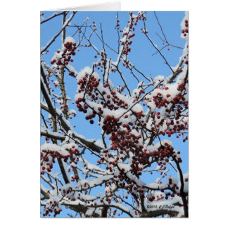 "Winter Berries"
