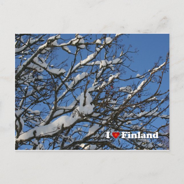 Winter Berries Postcard (Front)