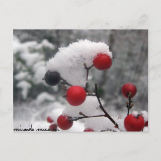 Winter Berries Postcard