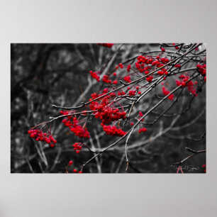 Winter Berries Print