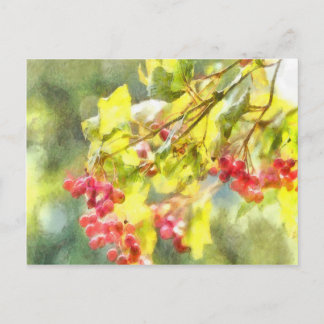 Winter Berries Watercolor Postcard