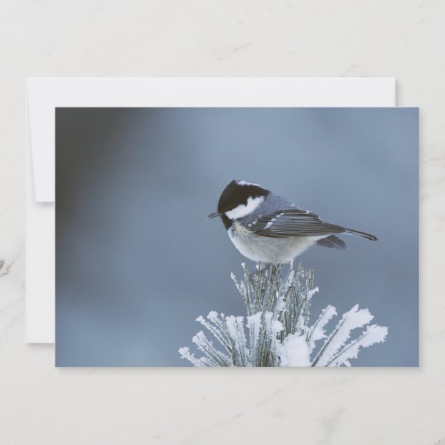 Winter Bird Perched on Frosted Pine Branch Holiday Card (Front)
