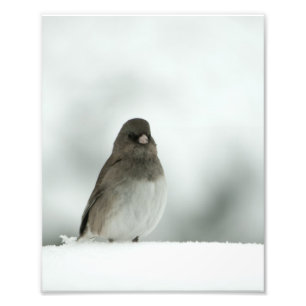 Winter Bird Photo Print