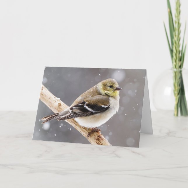 Winter Bird Snow Scene - American Goldfinch Card (Front)