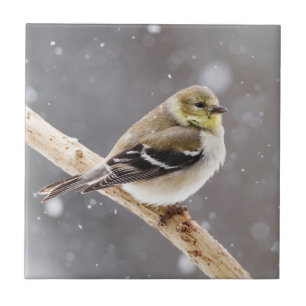 Winter Bird Snow Scene - American Goldfinch Tile