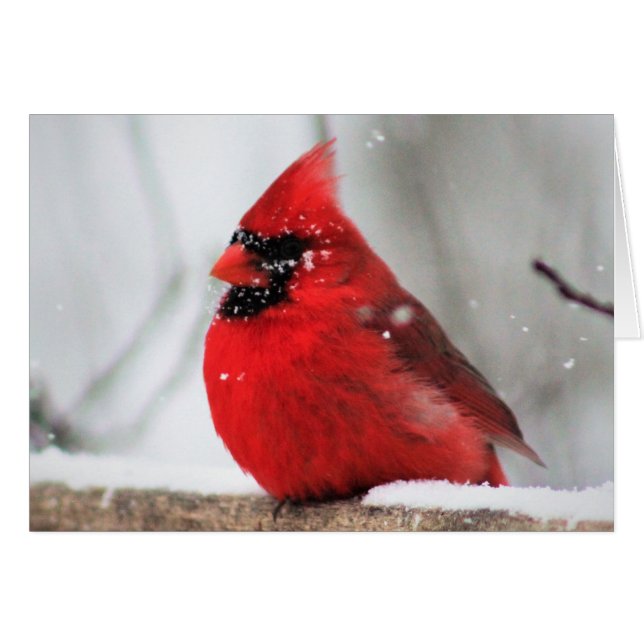 Winter Birds III Blank Valentine's Card (Front Horizontal)