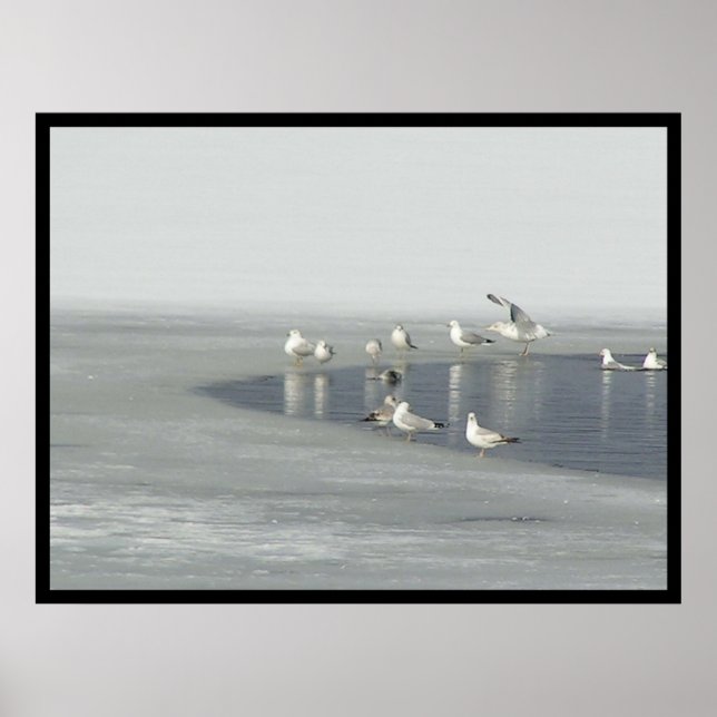 Winter Birds Poster (Front)