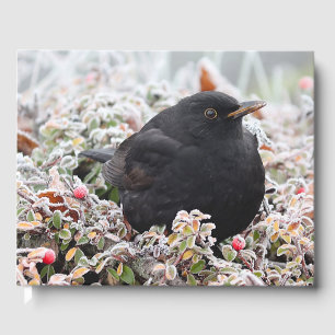 Winter Blackbird Guest Book
