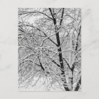 Winter Blizzard Storm Snowy Tree Nature Photograph