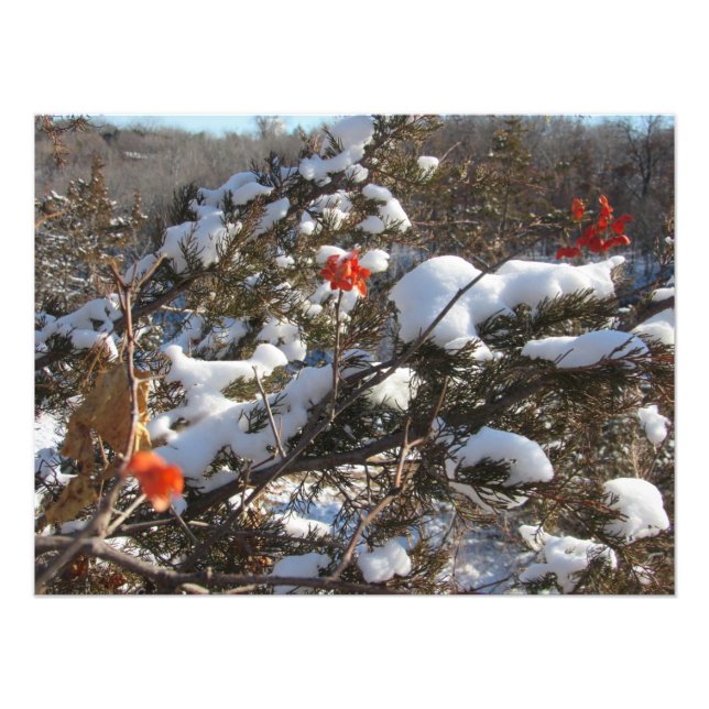 "Winter Blossoms" Photo Print (Front)