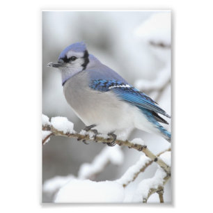 Winter Blue Jay Photo Print