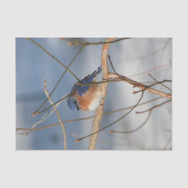 Winter Bluebird Decoupage Tissue Paper (Front)