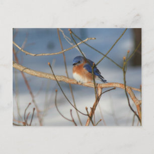 Winter Bluebird Nature Animal Photo Postcard