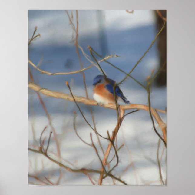 Winter Bluebird Nature Art Painting Poster (Front)