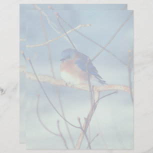Winter Bluebird Nature Custom Letterhead