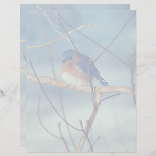 Winter Bluebird Nature Custom Letterhead (Front/Back)