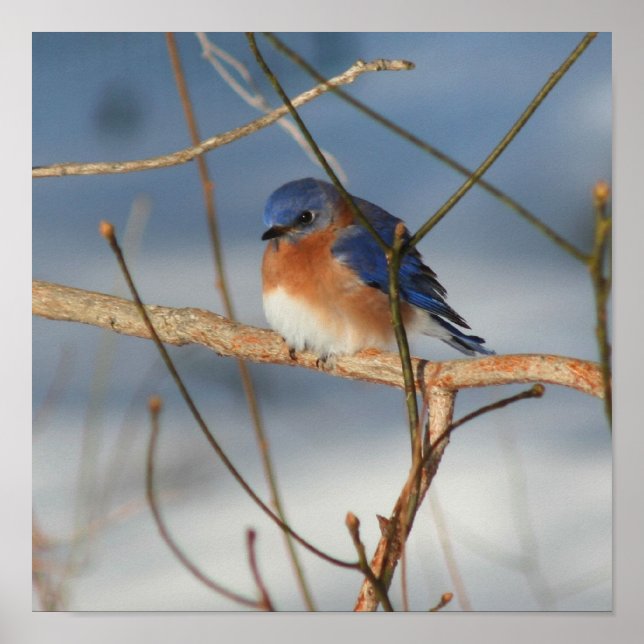Winter Bluebird  Poster (Front)