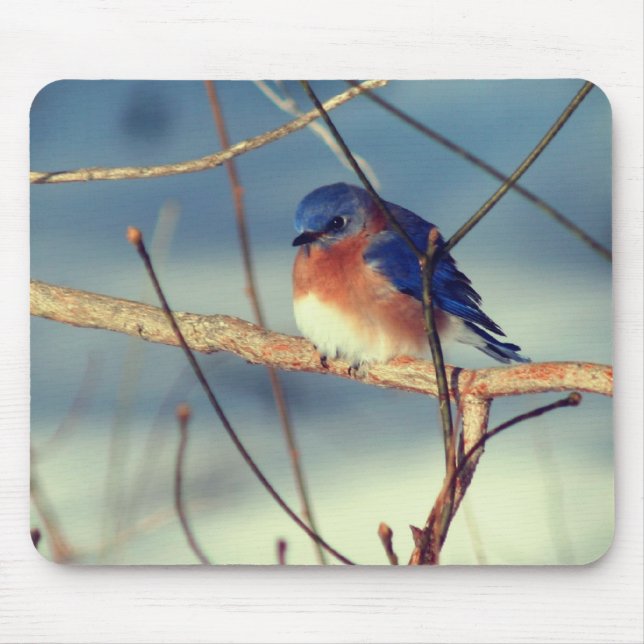 Winter Bluebird Wildlife Nature  Mouse Mat (Front)