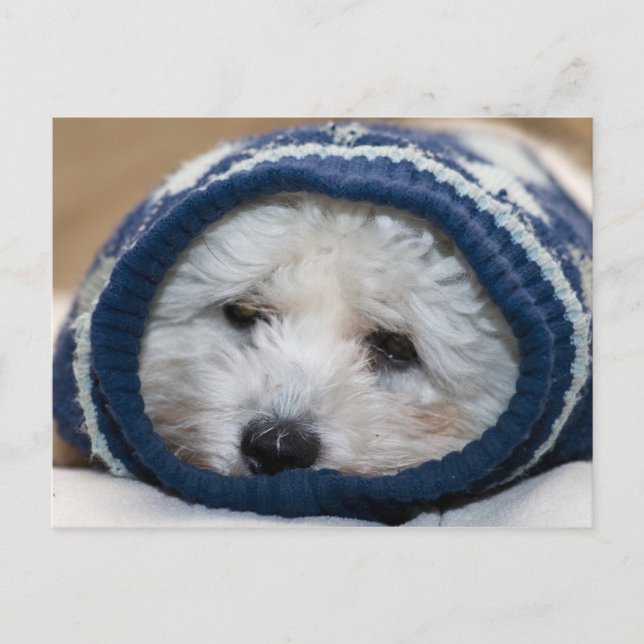 Winter Blues Puppy Postcard (Front)