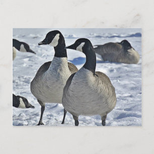 Winter Canada Goose Nature Photography Hunter Postcard