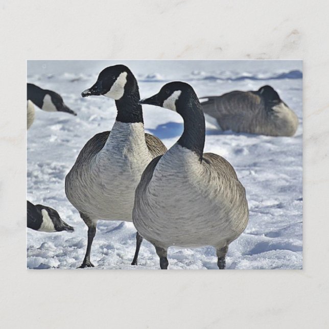 Winter Canada Goose Nature Photography Hunter Postcard (Front)