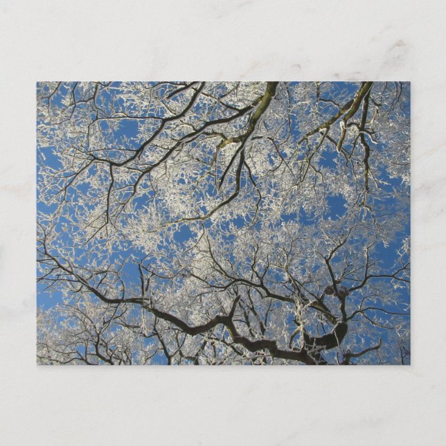 Winter Canopy: Cheshire Postcard (Front)