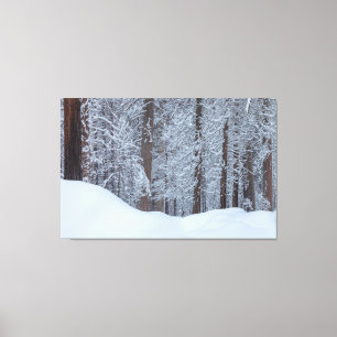Winter Canvas Print