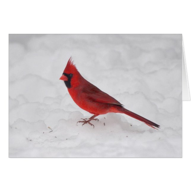 Winter Cardinal (Front Horizontal)