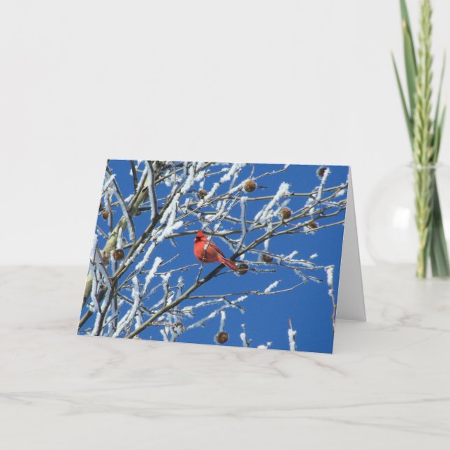 Winter Cardinal Card (Front)