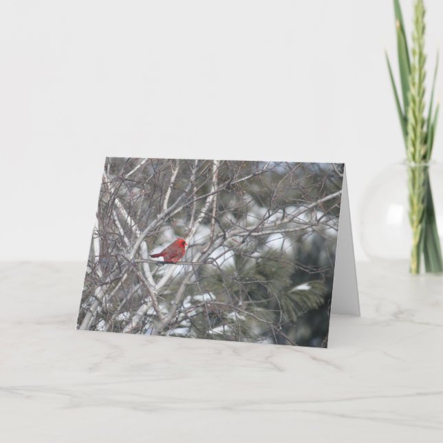 Winter Cardinal Holiday Card (Front)