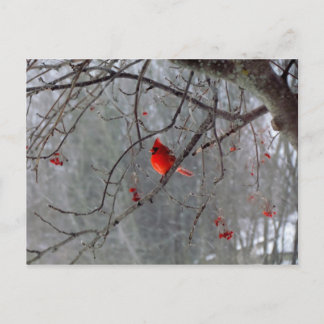 Winter cardinal postcard