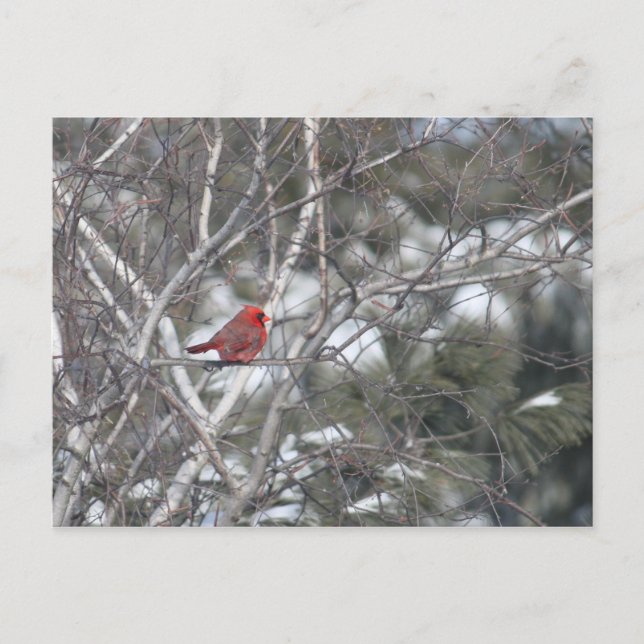 Winter Cardinal Postcard (Front)