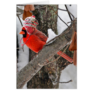 Winter cardinal with hat