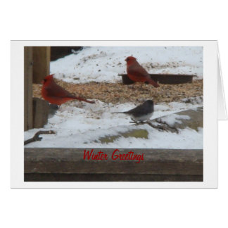 Winter Cardinals & Junco
