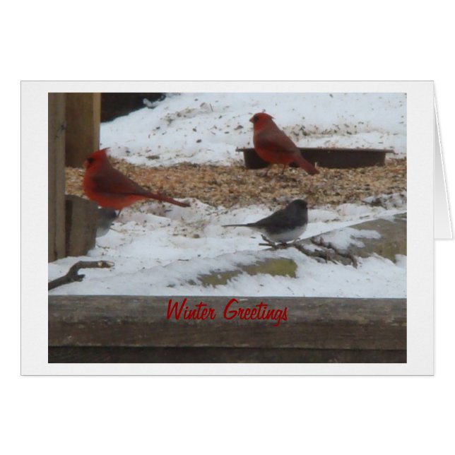 Winter Cardinals & Junco (Front Horizontal)