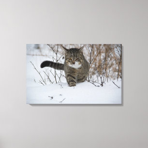 winter cat canvas print