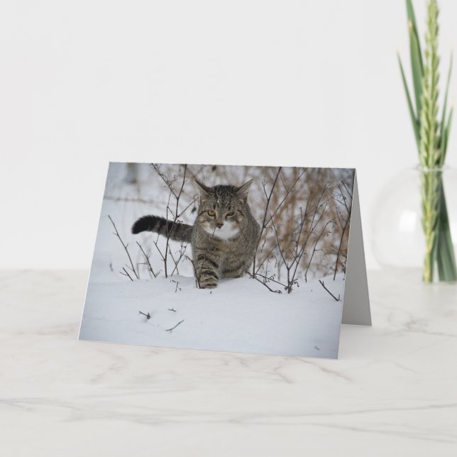 winter cat greeting card (Front)