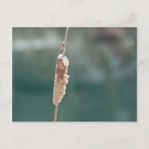 Winter Cattail Closeup Postcard