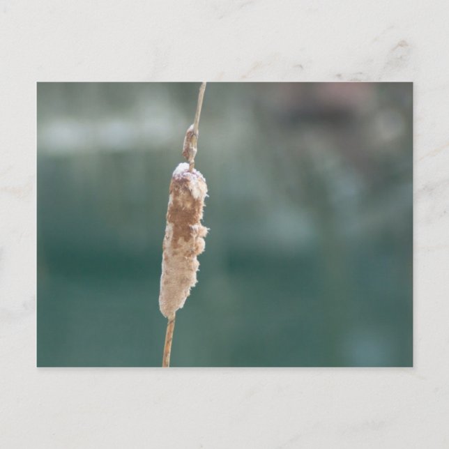 Winter Cattail Closeup Postcard (Front)
