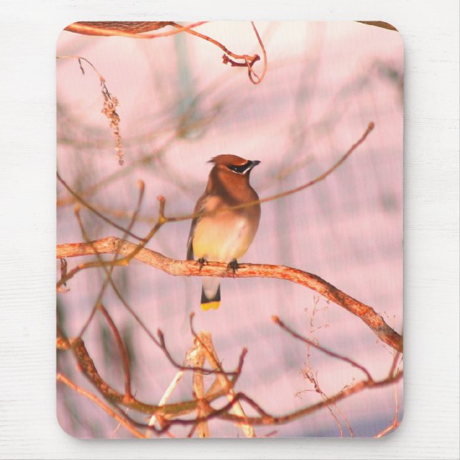 Winter Cedar Waxwing Wildlife Nature Mouse Mat (Front)