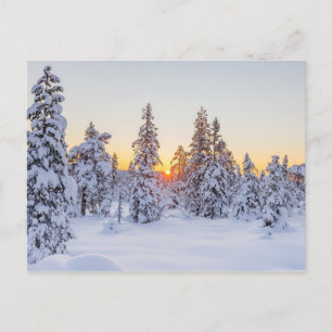 Winter Conifers Sunset Nature Postcard
