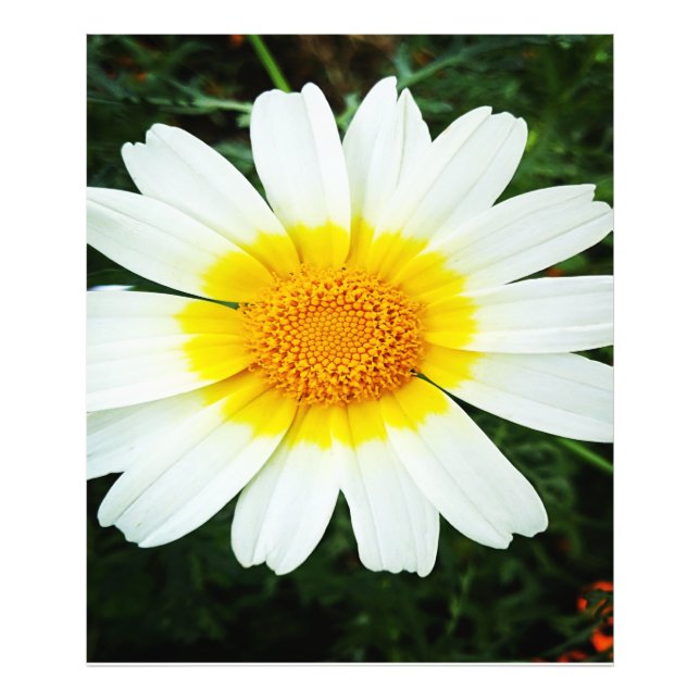 Winter Daisy Flowers  Photo Print (Front)